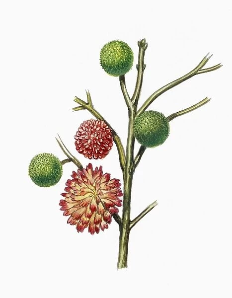 Botany, Trees, Moraceae, Flowers and fruits of Paper mulberry Broussonetia papyrifera, Illustration