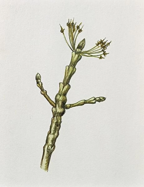 Botany, Trees, Oleaceae, Shoot with buds of Narrow-leaved ash Fraxinus angustifolia, illustration