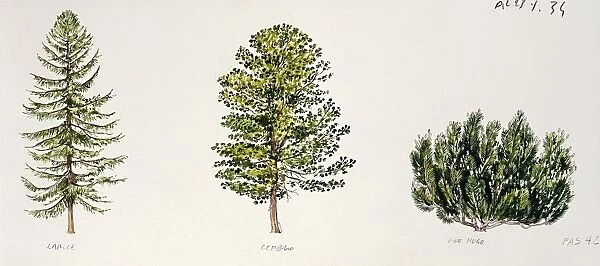 Botany, Trees, Pinaceae, European Larch Larix decidua, Swiss Pine Pinus cembra, Mountain Pine Pinus mugo, illustration