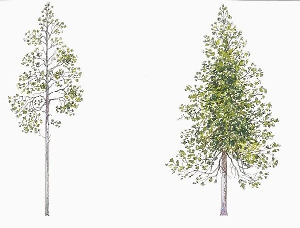 Botany, Trees, Pinaceae, Lodgepole Pine Pinus contorta and Jack Pine Pinus banksiana, Illustration