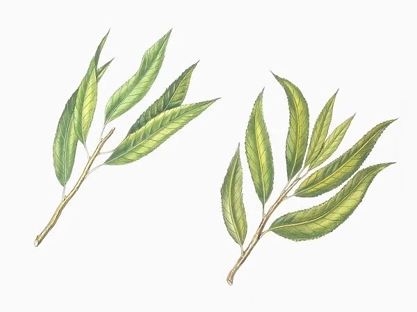 Botany, Trees, Rosaceae, Leaves of Almond Prunus dulcis and Peach Prunus persica, illustration