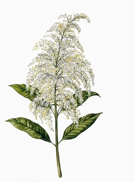 Botany, Trees, Sapindaceae, Inflorescence of Lychee Litchi chinensis, Illustration