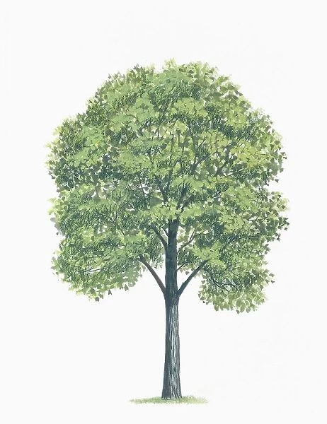 Botany, Trees, Tiliaceae, American basswood Tilia americana, illustration