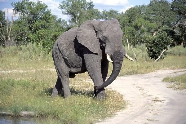 Botswana, Moremi Game Reserve, African elephant (Loxodonta africana) walking away from waterhole