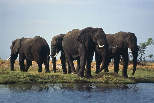 Botswana, Okavanga Delta, herd of African elephants near waterhole