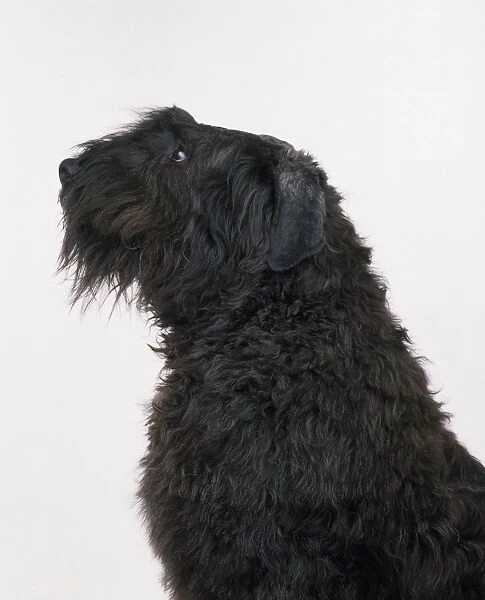 Bouvier Des Flandres dog with head in profile