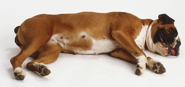 Boxer Dog (Canis familiaris) lying on its side, side view