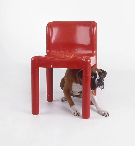 Boxer dog hiding under chair
