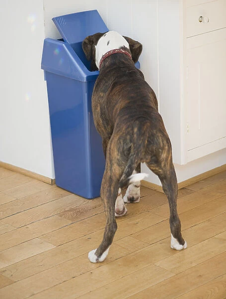 Boxer dog sticking its head inside waste bin in kitchen, rear view