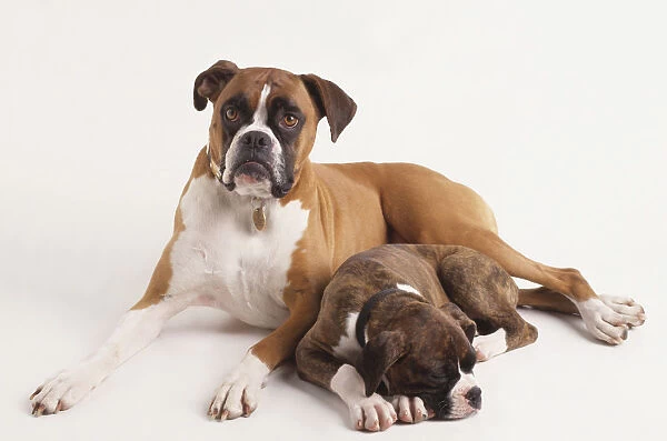 A Boxer puppy and mother