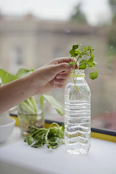 Boy putting watercress stem into plastic bottle containing on windowsill
