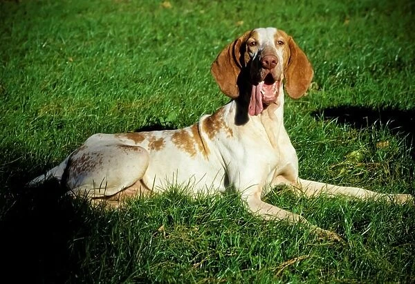 Bracco Dog in a Field