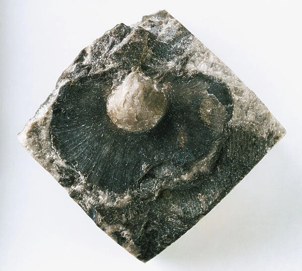 Brachiopods - Actinoconchus: Shell of the brachiopod Actinoconchus paradoxus McCoy, which lived attached to hard substrates by a short pedicle. The shape of the brachial valve often matches the surface of the substrate
