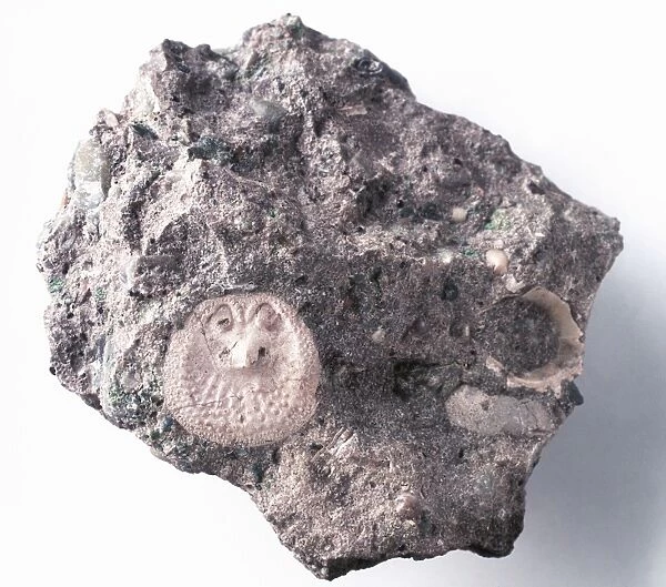 Brachiopods - Ancistrocrania: Fossilized in chalk