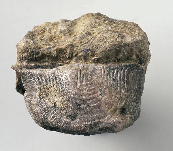 Brachiopods - Leptaena: Fossilized in light brown rock