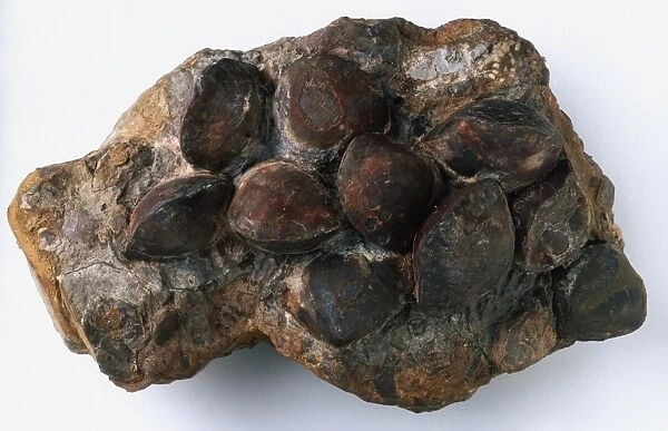 Brachiopods - Meristina: A cluster of shells of the brachiopod Meristina obtusa (J. de C. Sowerby). It probably lived in shallow water