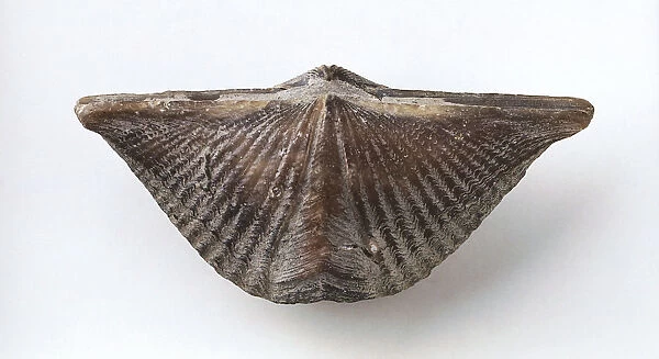 Brachiopods - Mucrospirifer: The butterfly shell of the spiriferida Mucrospirifer mucronata (Conrad), which lived in soft, muddy substrates