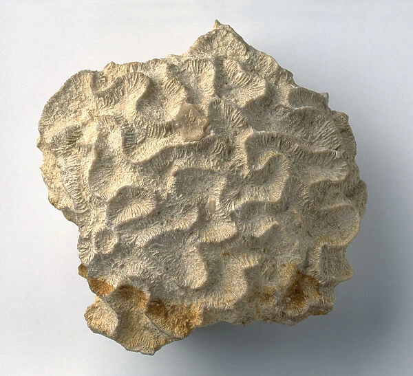 Brain coral (Colpophyllia stellata), fossil, close-up