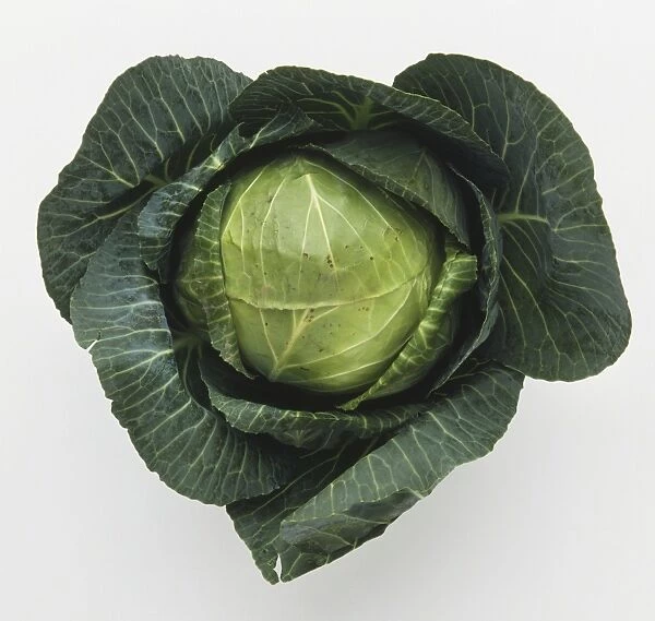 Brassica oleracea Capita, Cabbage head, view from above