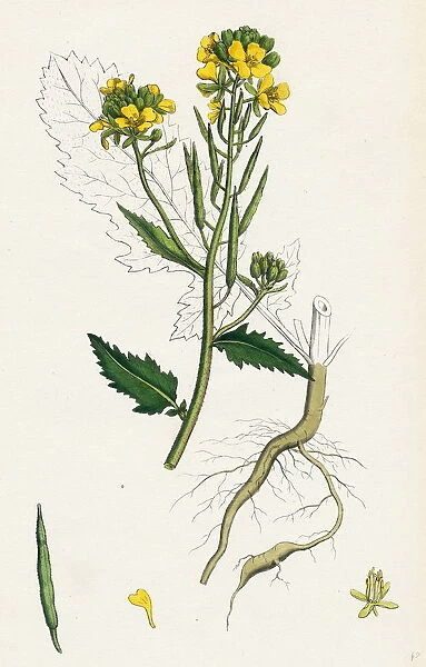 Brassica Sinapistrum; Wild Mustard