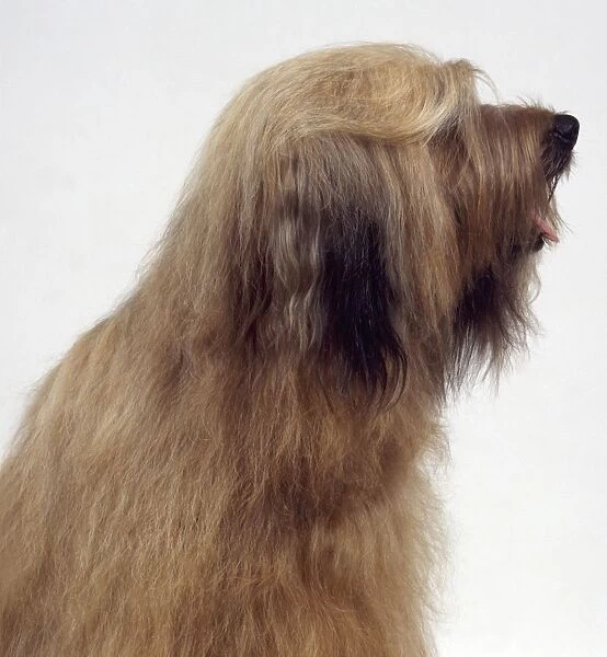 Briard, profile of French long-haired herding dog