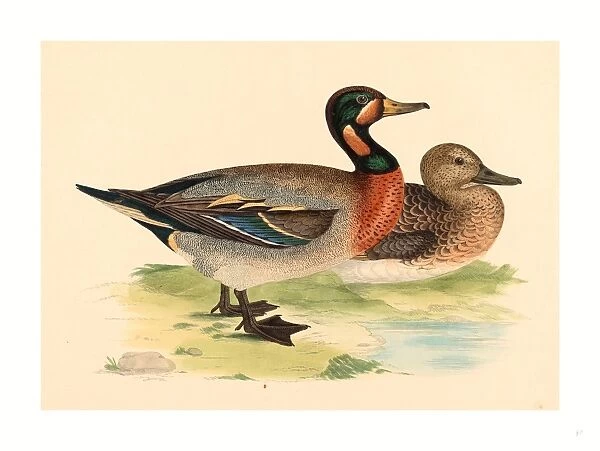 British 19th Century, Bimaculated Duck, 1855, Color Lithograph