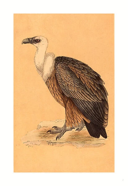 British 19th Century, Griffon Vulture