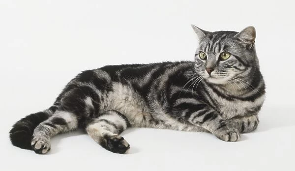 British silver tabby cat lying down