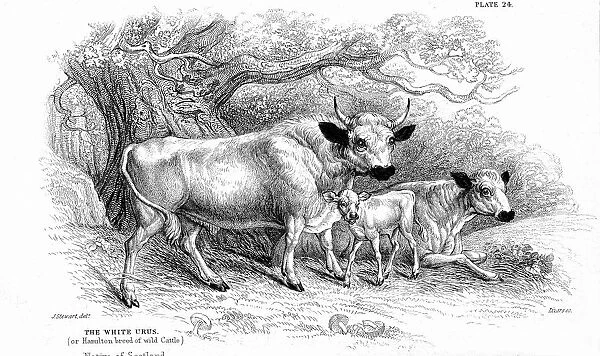 British Wild or Park cattle
