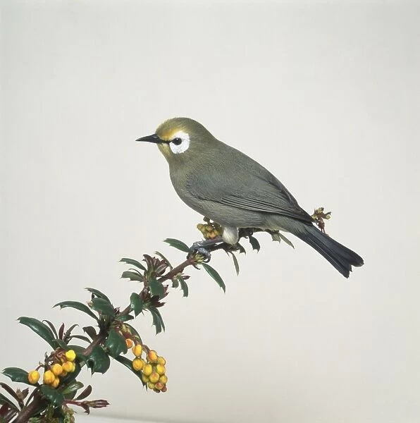 Broad-ringed white-eye (Zosterops poliogaster), grey bird with white ring around eye, on a branch, side view