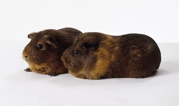 Brown Agouti Guinea Pigs (Cavia porcellus) side by side