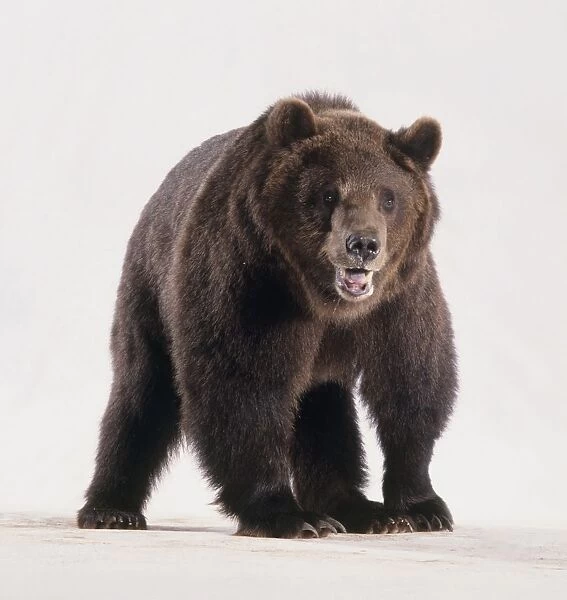 Brown bear (Ursus arctos) facing forward