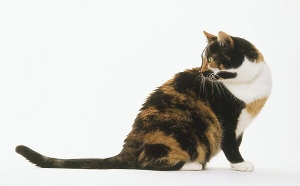 Brown, black and white tortoiseshell Cat (Felis catus) sitting up looking backwards, side view