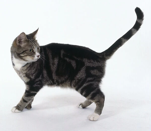 Brown Classic Tabby and White non-pedigree shorthaired cat with striped patterning, standing with raised tail