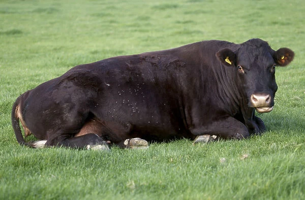 Brown cow lying down in field, close-up, looking at camera