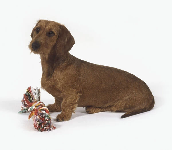 A brown Dachshund (Canis familiaris) sitting with a rope toy in front, side view