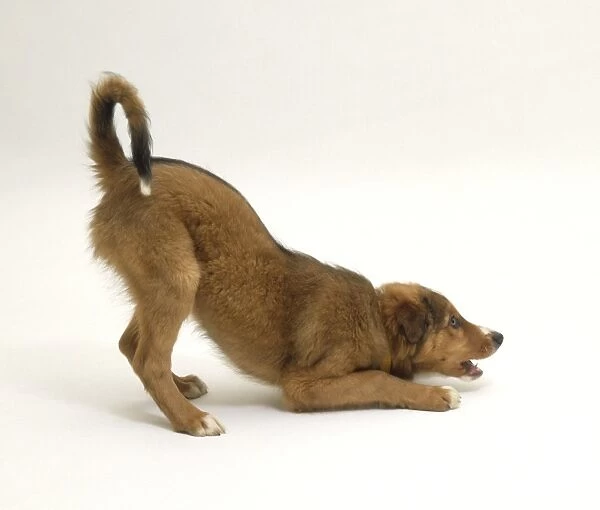 Brown dog (Canis familiaris) in play-bow position, front end down, rear end up, side view