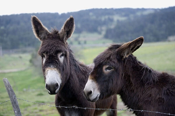Two brown donkeys standing near barbed wire fence in field in Massif Central, close-up