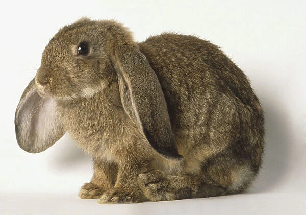 Brown floppy-eared Domestic Rabbit (Leporidae), side view