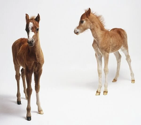 Two brown foals (Equus caballus) facing in different directions