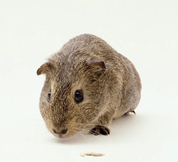 Brown guinea pig, close-up, front view