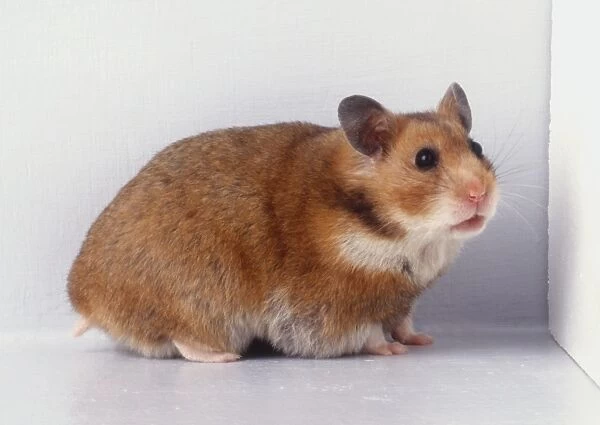 Brown Hamster (Cricetus cricetus), turning its head around towards front, side view
