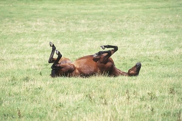Brown Horse (Equus caballus) rolling around in grass