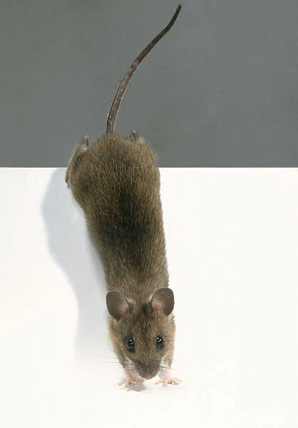 A brown mouse, view from above
