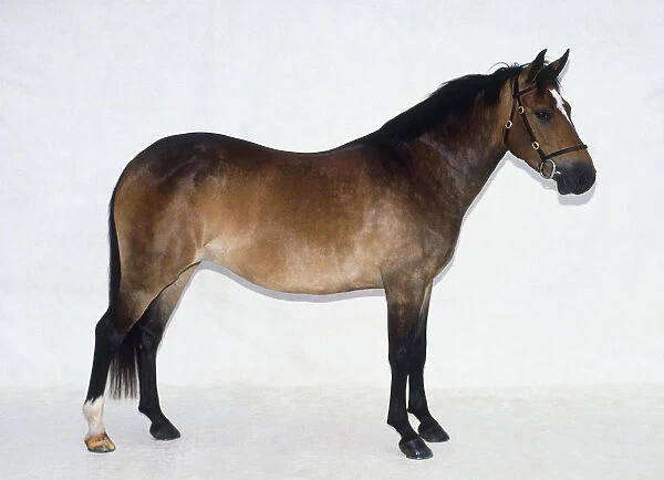 A brown New Forest Pony, side view