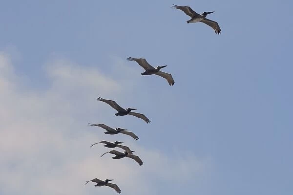 Brown Pelicans (Pelecanus occidentalis) in flight