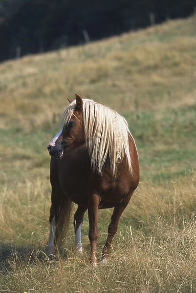 Brown Pony with Long Mane
