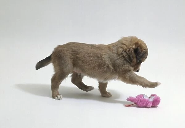 Brown puppy playing with pink soft toy, side view