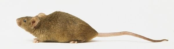 Brown rat (Rattus norvegicus), side view