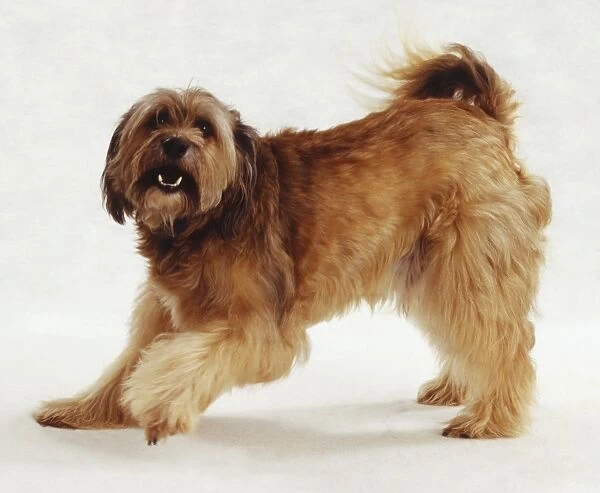 Brown shaggy dog in play-bow position, front legs bending, rear legs erect, open mouth revealing canine teeth, scruffy facing towards camera, side view